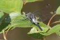 Leucorrhinia albifrons (Dark Whiteface) male-5.jpg